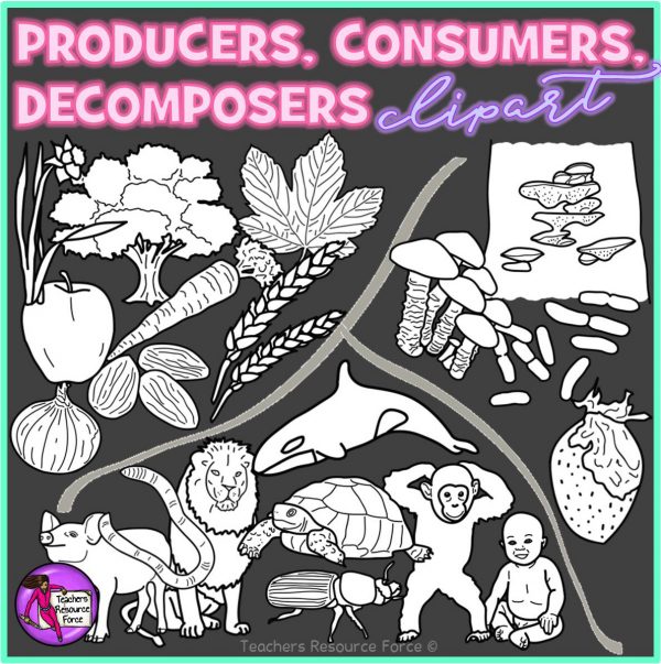 Producers, Consumers and Decomposers Clip Art