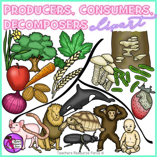 Producers, Consumers and Decomposers Clip Art