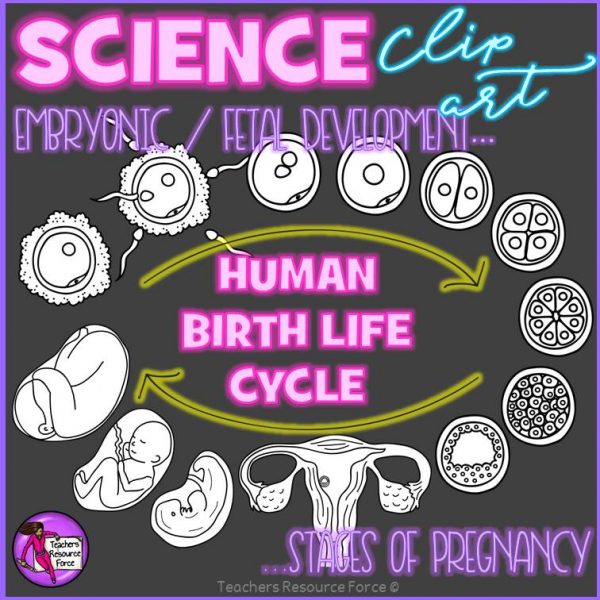 Human Birth Life Cycle Fetal Development Clip Art
