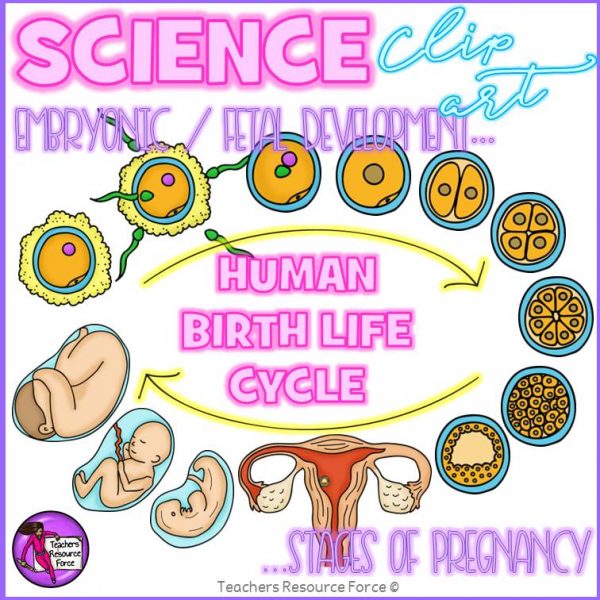 Human Birth Life Cycle Fetal Development Clip Art