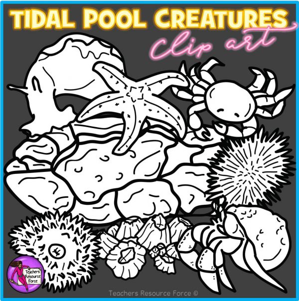 Tidal Pool Creatures Clip Art
